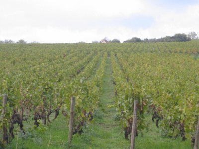 M&acirc;con Grapes.